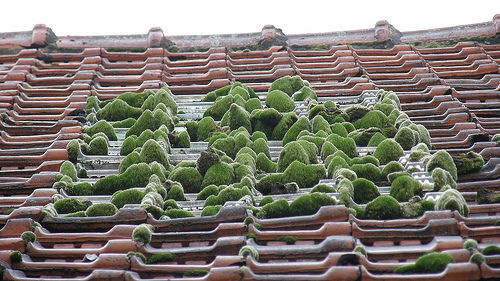 Créer son jardin urbain en 5 points
